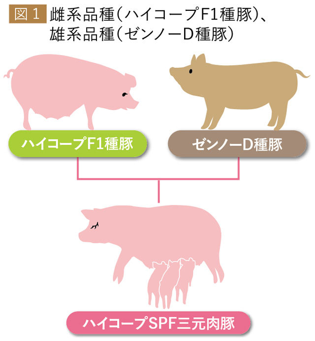 図1　雌系品種（ハイコープF1種豚）、雄系品種（ゼンノーD種豚）