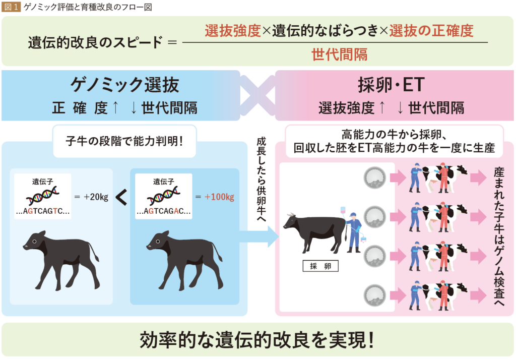 ゲノミック評価の現状と育種改良の展望 | ちくさんクラブ21