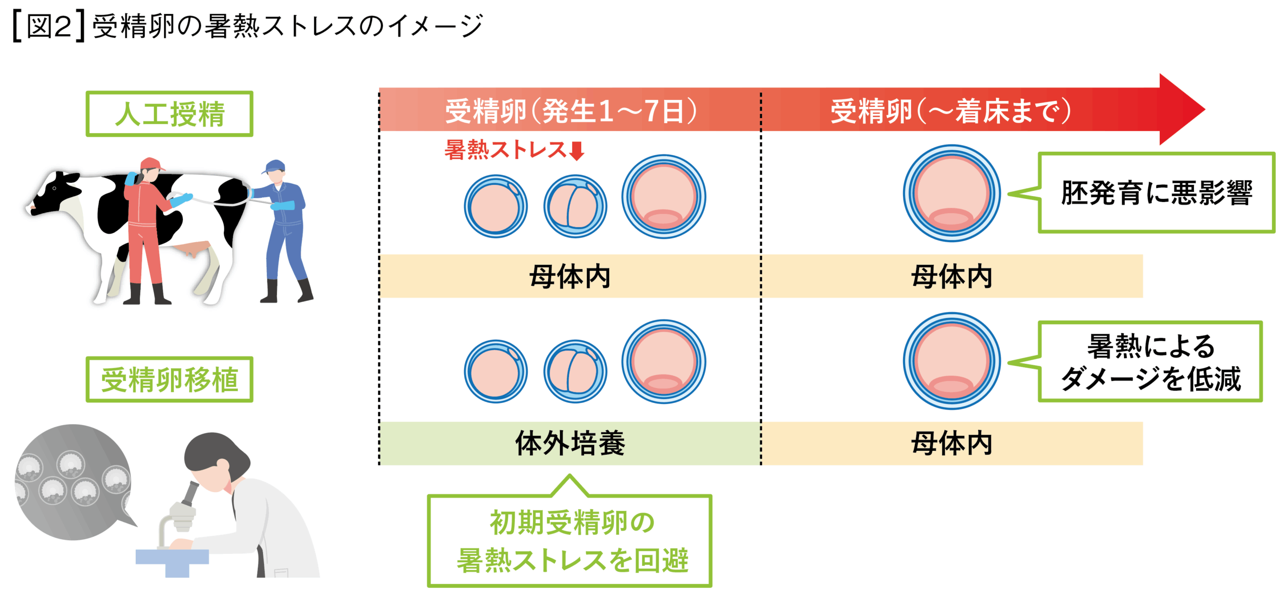 図2 受精卵の暑熱ストレスのイメージ