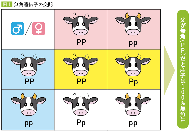 図1 無角遺伝子の交配